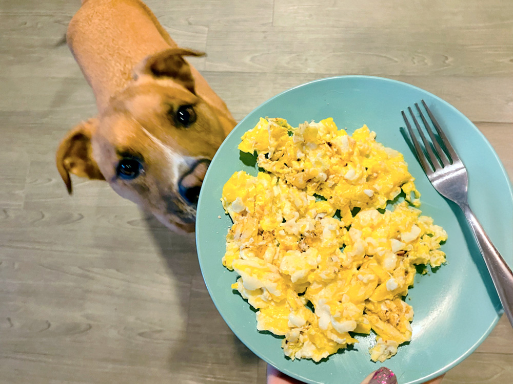 Dog staring at plate of scrambled eggs at home.