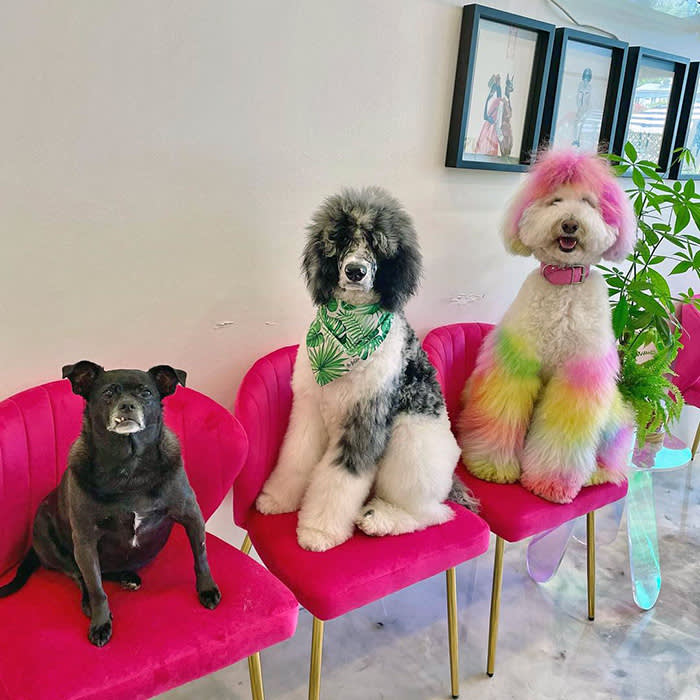 Three groomed dogs pose at Dogue Spa 