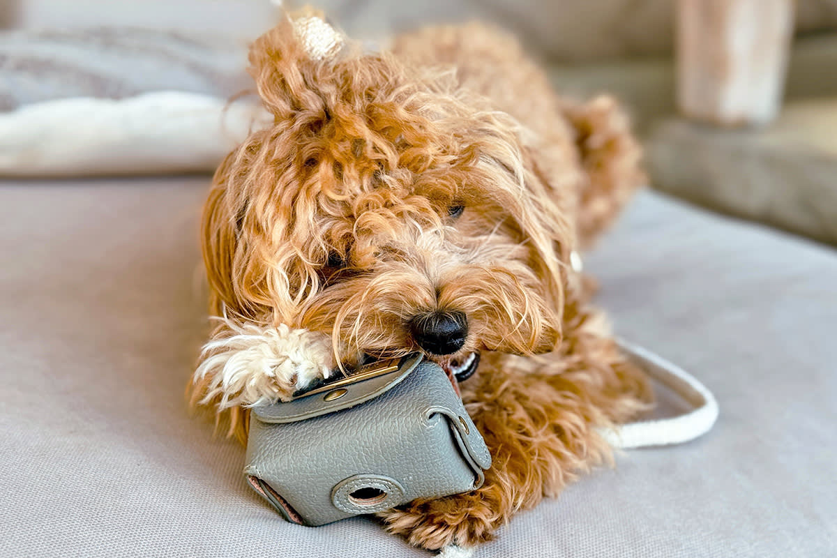 Dog chewing a bag
