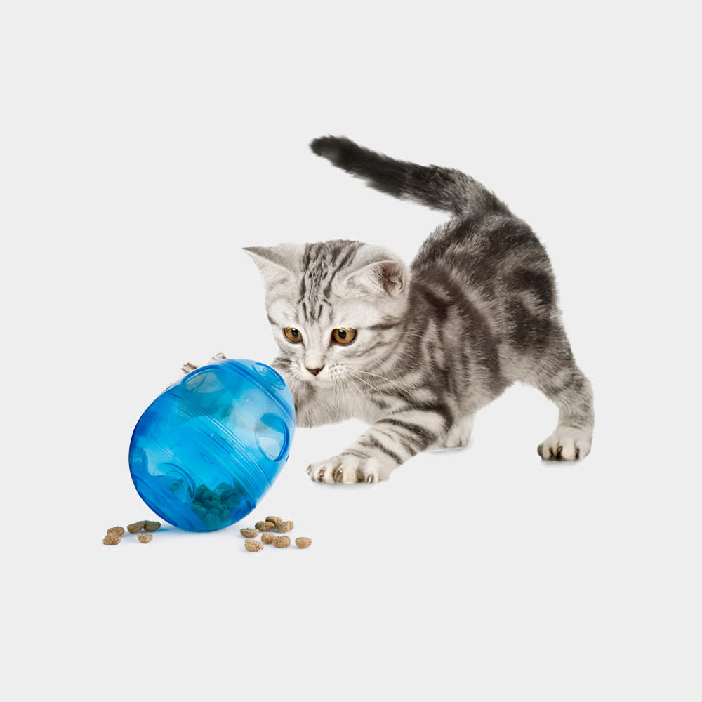 9 Best Cat Food Puzzles Online - DodoWell - The Dodo
