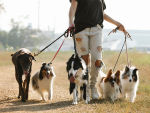 A woman walking 5 dogs on leashes outside. 