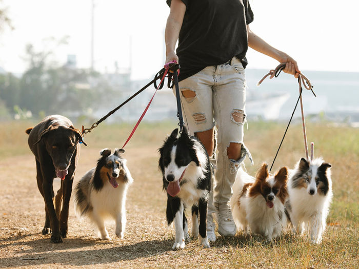 A woman walking 5 dogs on leashes outside. 