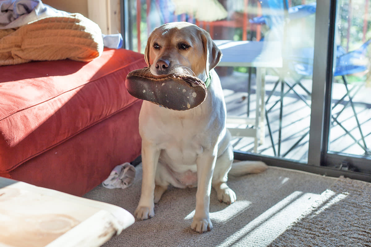 Dog carrying a pair of slippers