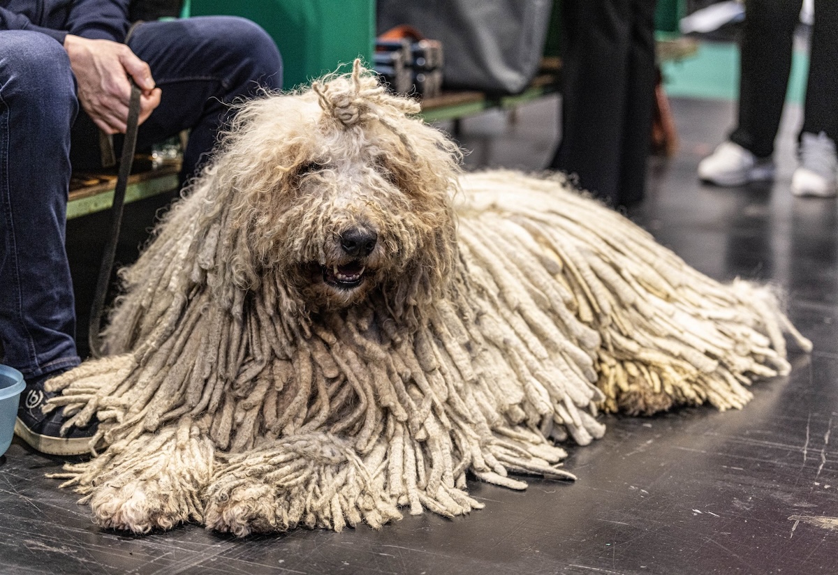 Oscar, a Komondor dog at Crufts