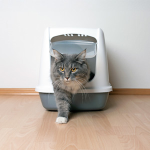 Cat leaving litter box at home.