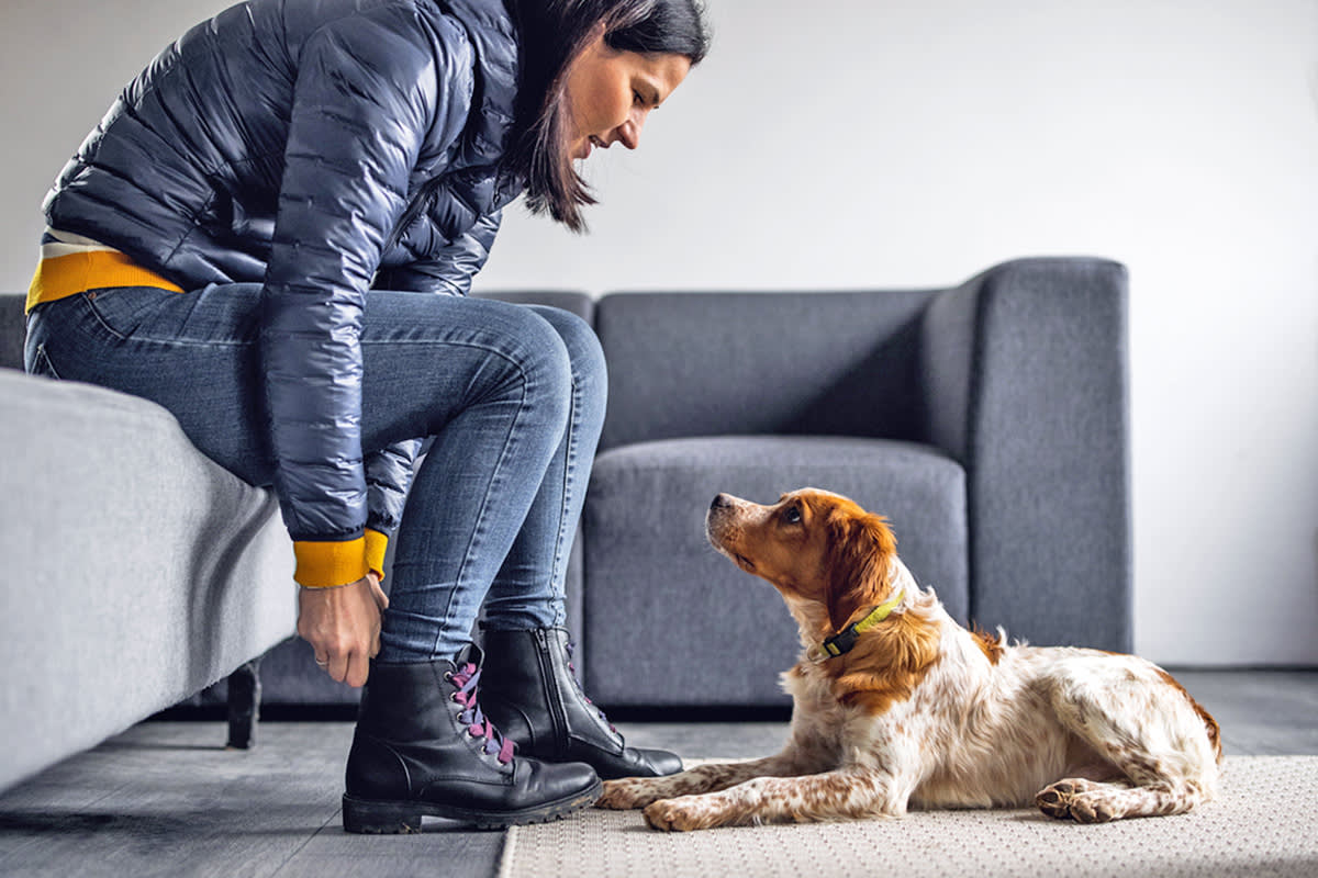 dog watching someone put their shoes on