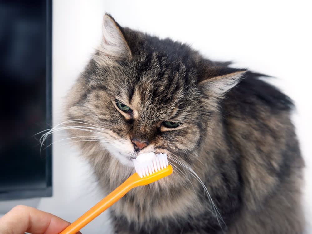 Curious cat sniffing on toothpaste on toothbrush held by pet owner.