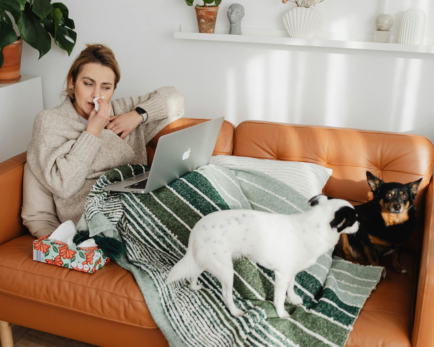 Woman with cold and tissues on Couch with Dogs
