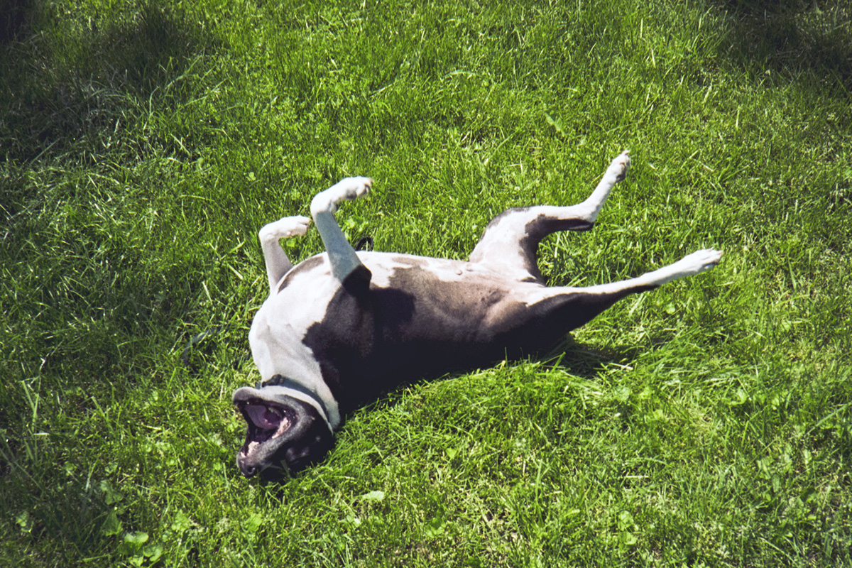 dog rolling on their back