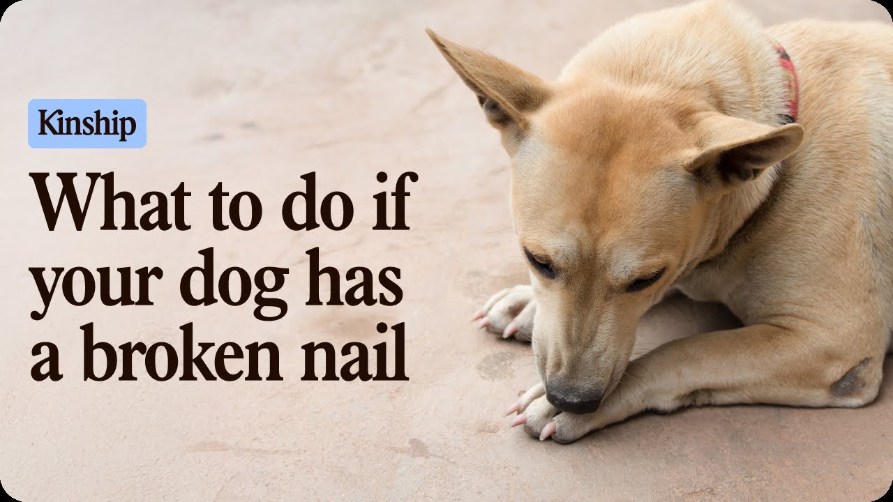 Help! My Dog’s Nail Broke—What Now?