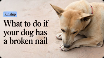 Help! My Dog’s Nail Broke—What Now?