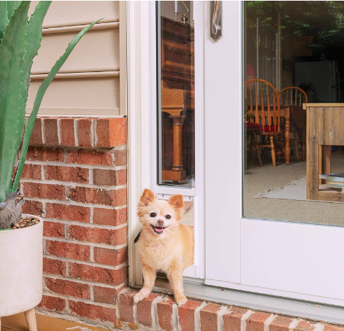 a dog pokes his head out of a pet door in a glass door