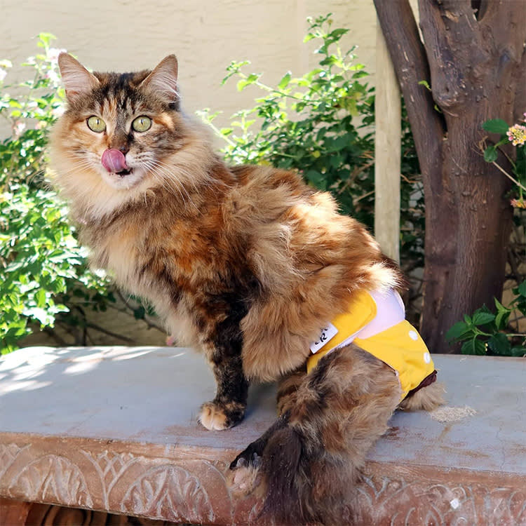 Large orange cat wearing a diaper.