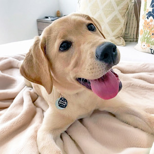 a dog wearing an ID tag