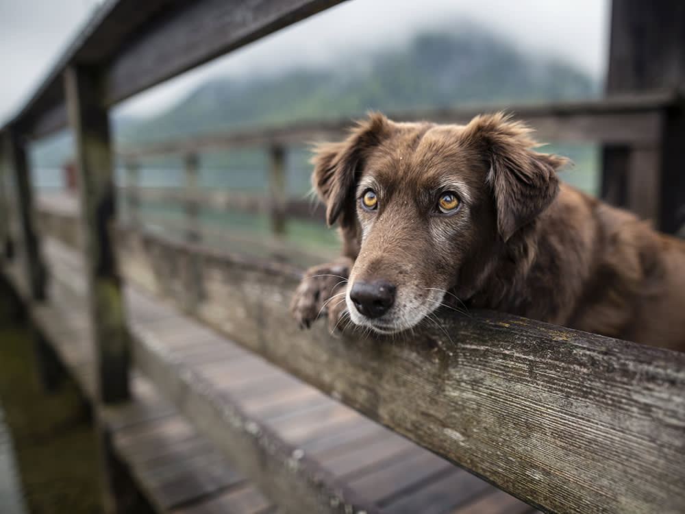 Sundowners In Dogs: Cognitive Dysfunction Syndrome · The Wildest