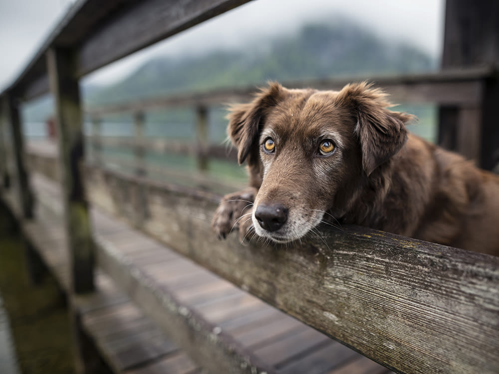 Brown dog with golden eyes leaning on fence