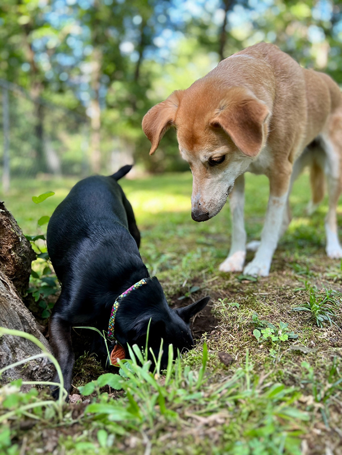 roundworms in dogs poop