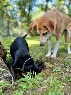 Two dogs digging outside in the dirt.