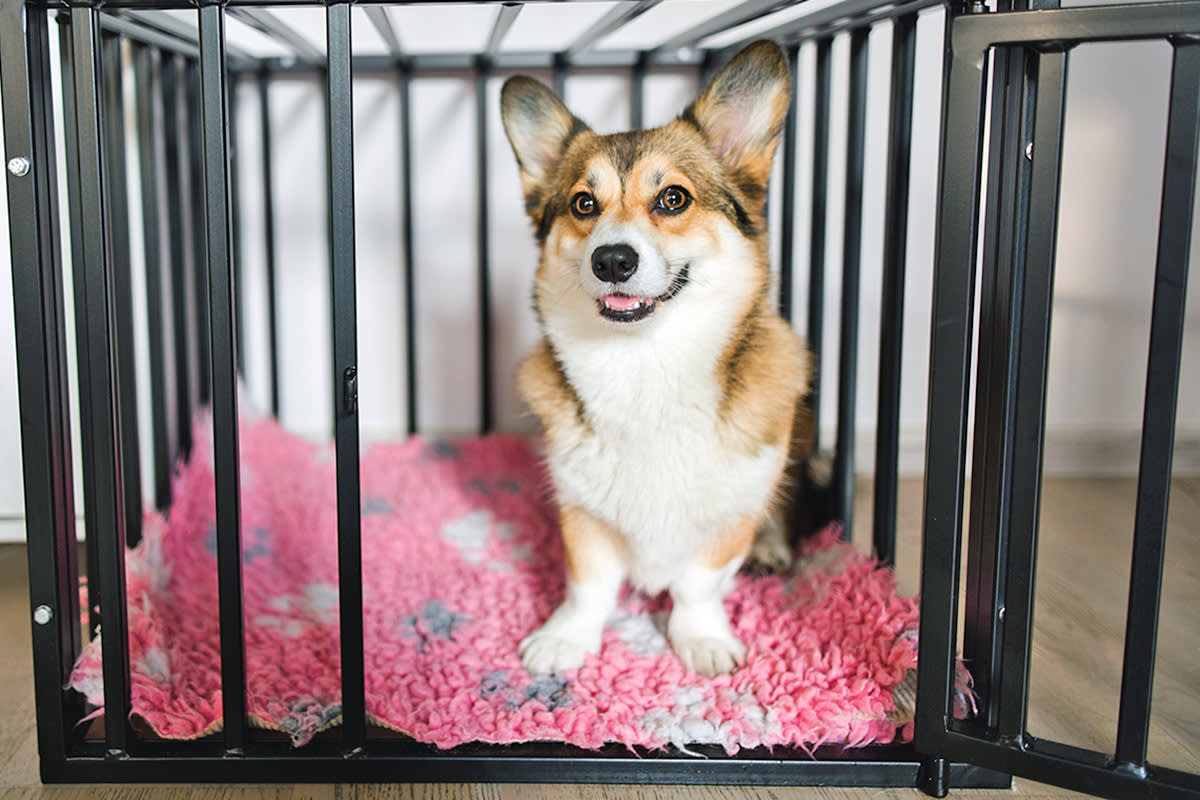 crate training dog