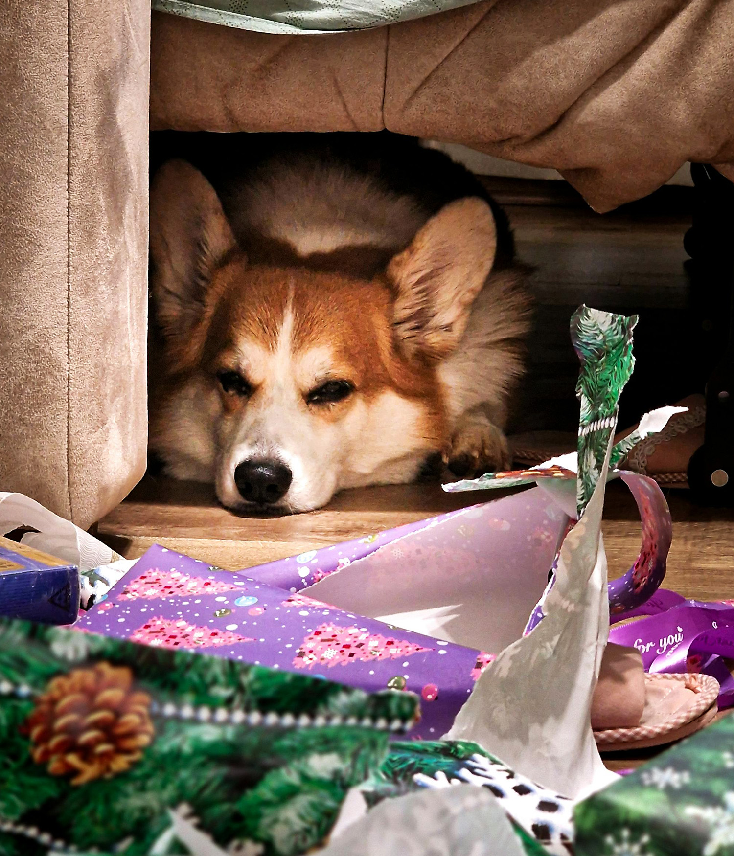 corgi dog hiding away from christmas decorations and wrapping paper