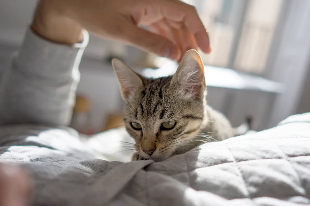Cat lying with person