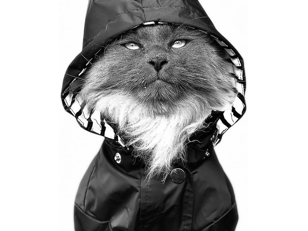 Black and white photo of a cat wearing a hooded jacket