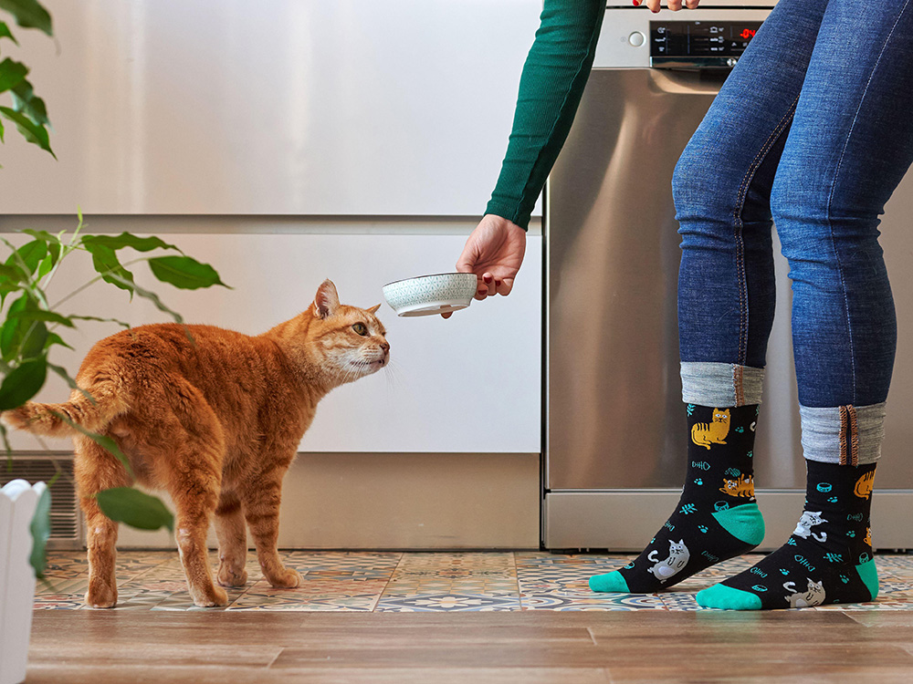 How long can kittens go without food sale