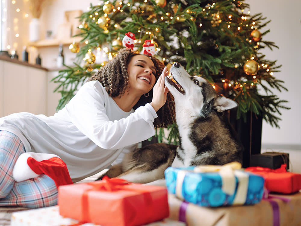 Woman playing with her Husky dog at home during Christmas.