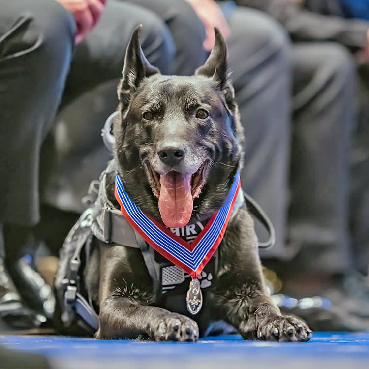 Hurricane, Dog Who Protected Obama From a White House Intruder, Has Died