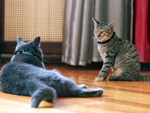Two cats looking at each other at home.