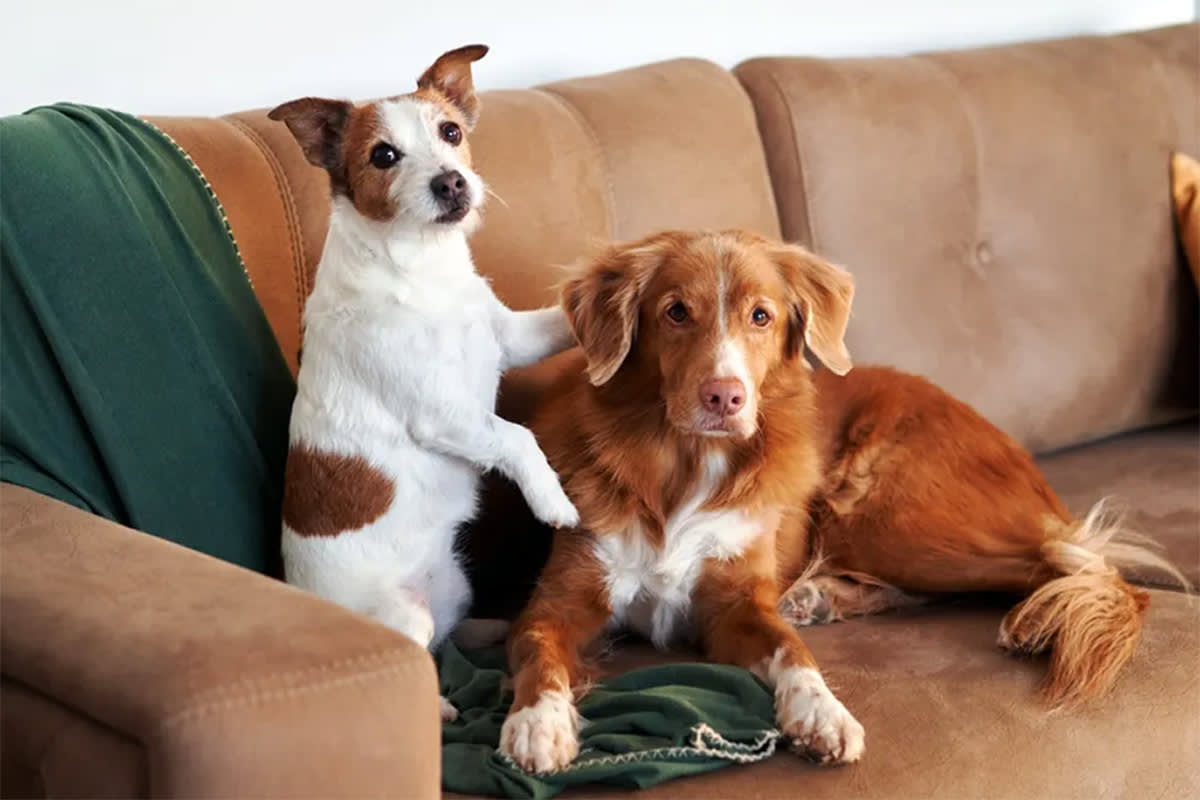 A small white-and-brown terrier sits on a couch with a large brown dog.