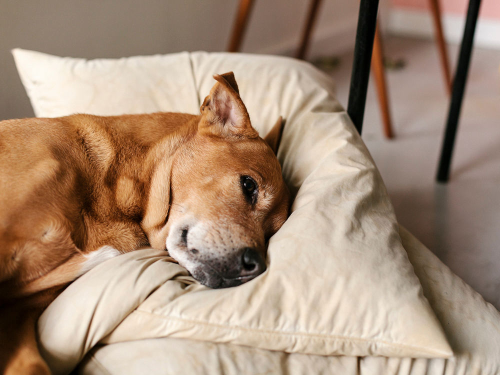 A dog resting its head on a pillow