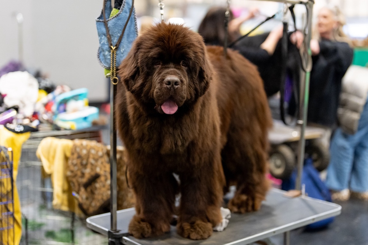a picture of a big fluffy brown dog