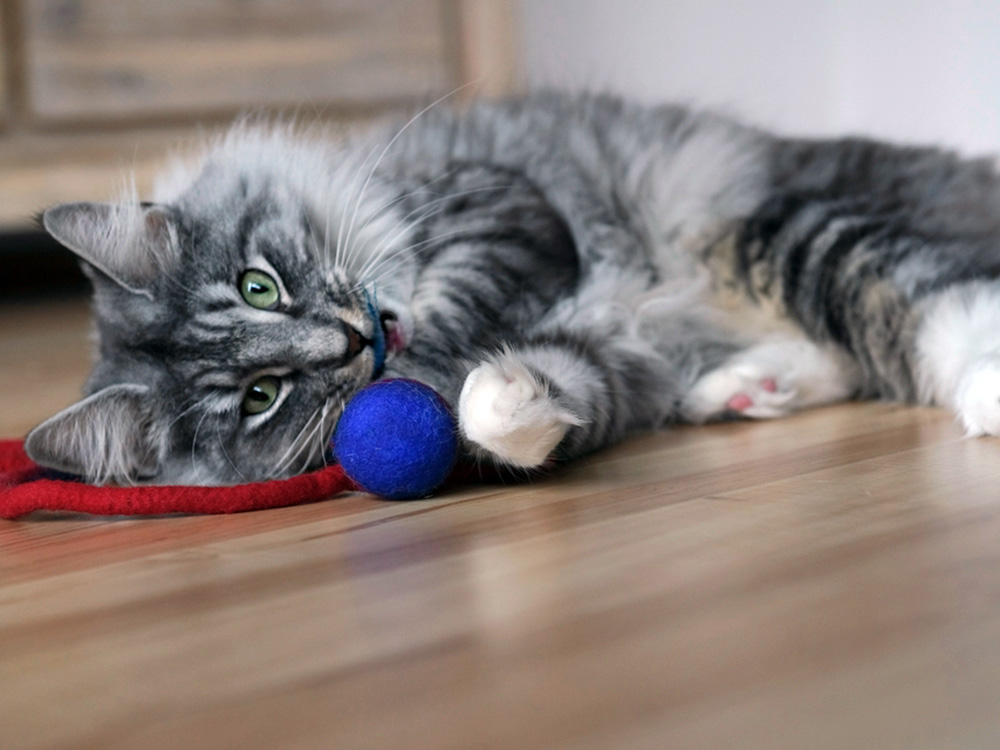 A grey cat lies on the floor, playing with a blue ball.