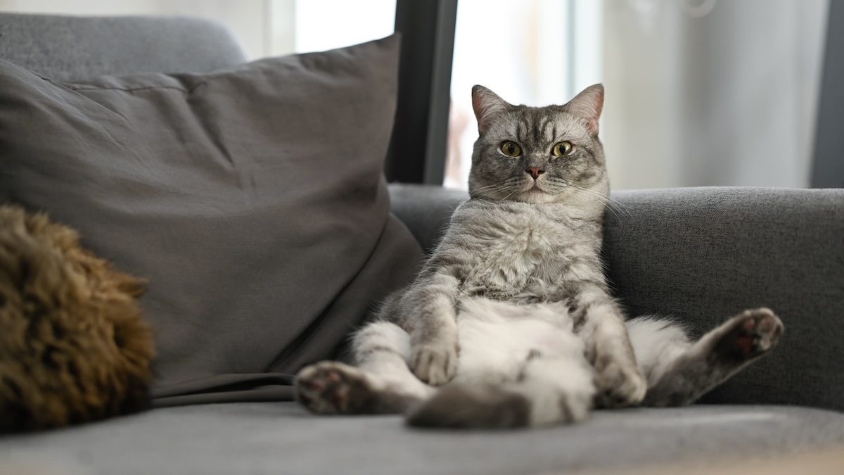 a cat sitting in a funny position on a sofa