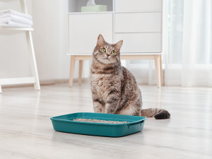 Cat sitting by its litter box