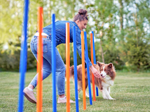 Woman practicing agility with her Border Collie outside.