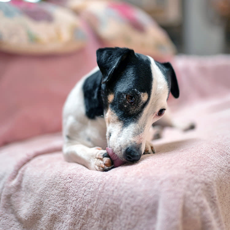 Small black and white dog licking itself.