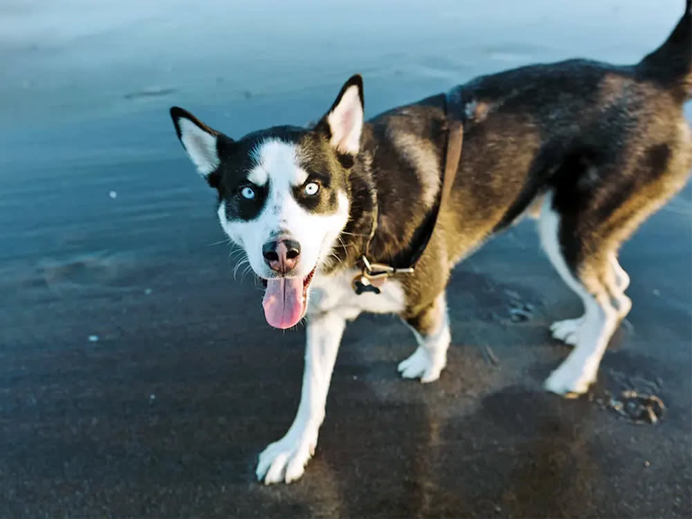 A blue-eyed dog sticks their tongue out as they walk over wet sand.