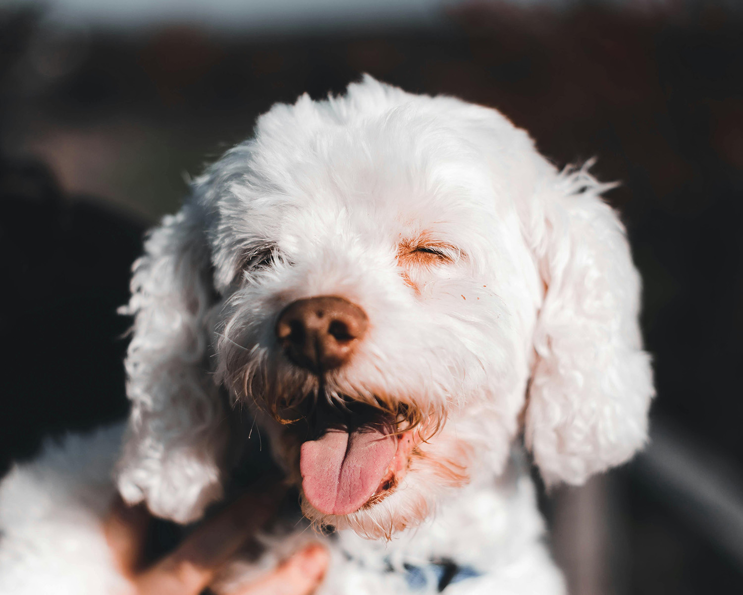 white fluffy dog panting