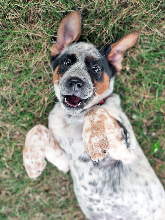 Puppy with spots laying on its back in the grass.