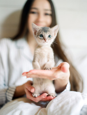 Young woman showing gray kitten.

