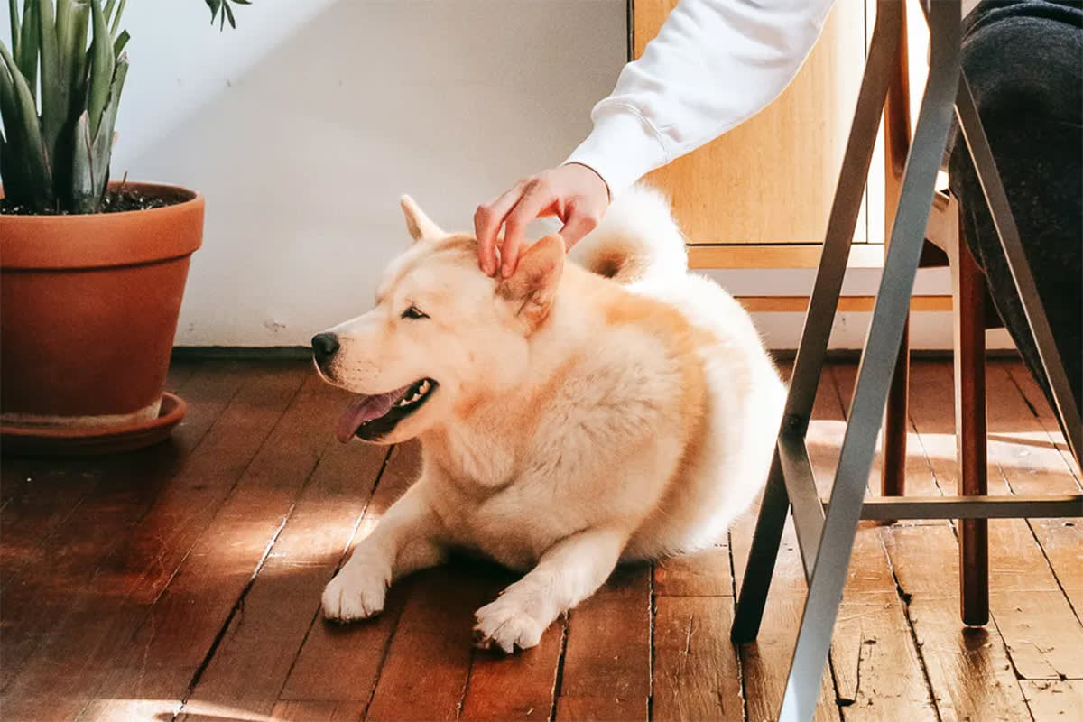 A white dog lies on the ground as a person pets them.