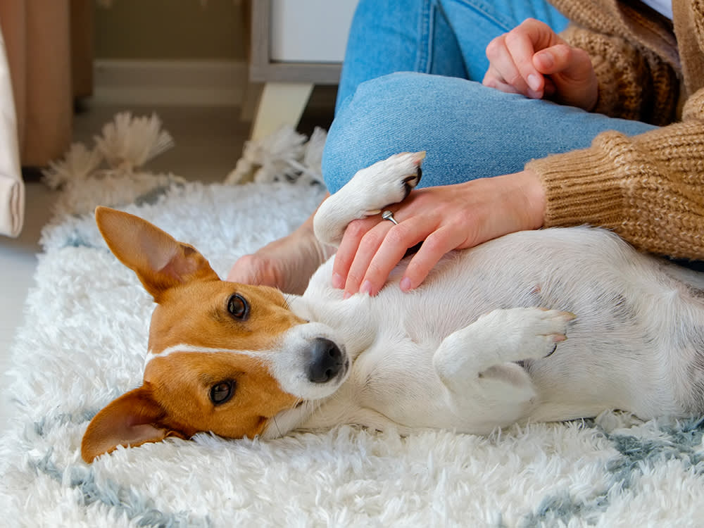 Jack Russel Terrier mixed breed dog laying on his back on a white and gray rug getting his belly rubbed by his owner