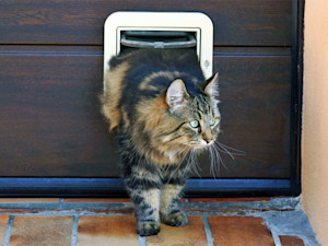 A tabby cat exiting a cat flap