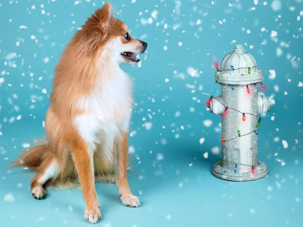 Small brown Pomeranian mix dog looking to the right at a silver fire hydrant covered in rainbow string lights, against a blue background with white snow