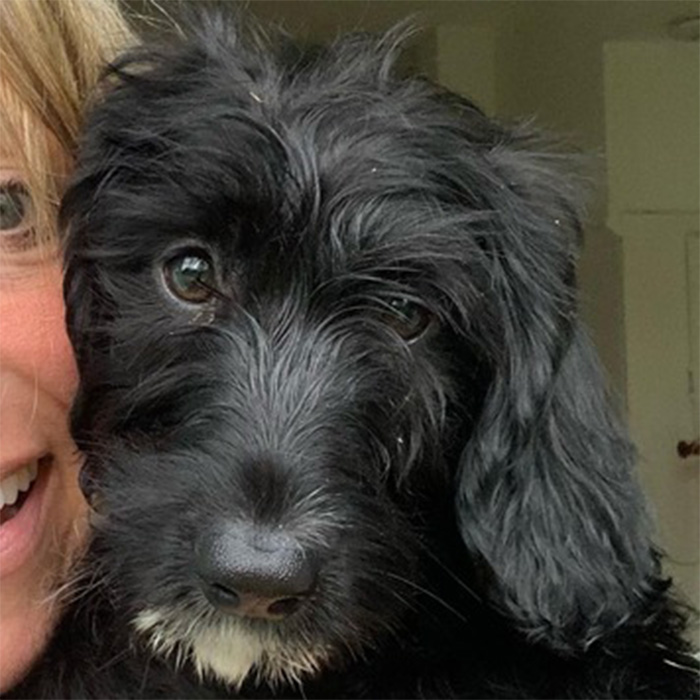 Image of a black miniature poodle cross dog 