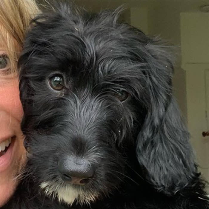 Image of a black miniature poodle cross dog
