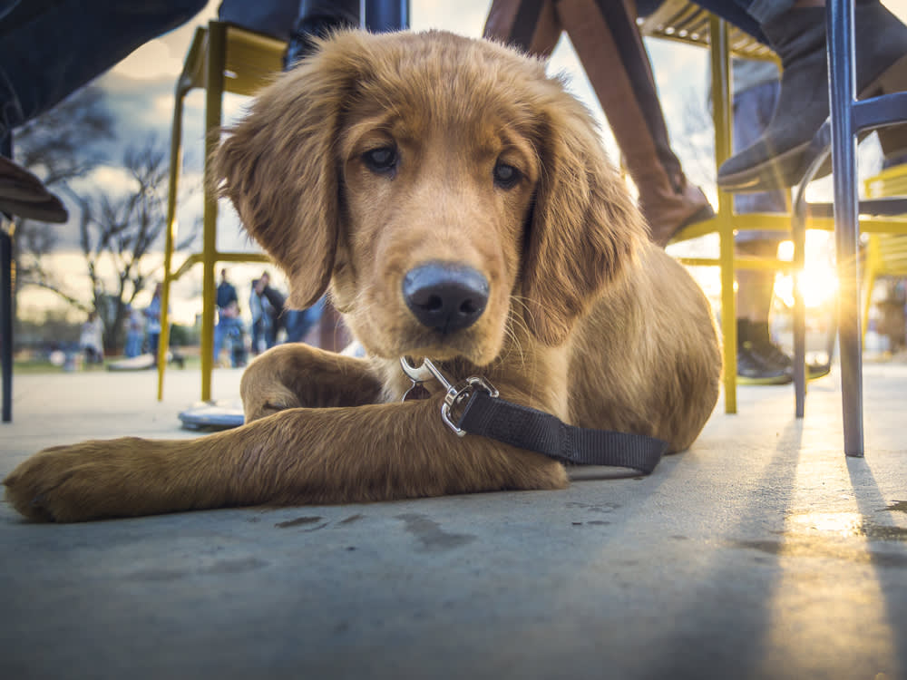 A dog laying beneath people sitting on bar stools outside in a city. 