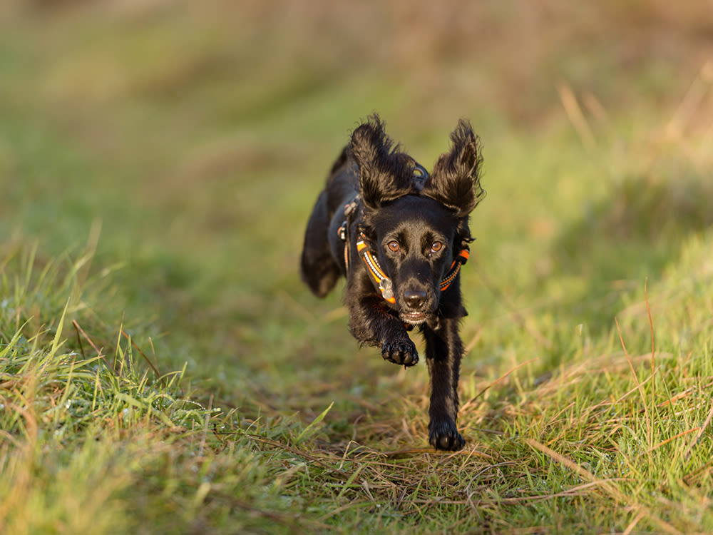 A black dog running through a grassy field. 